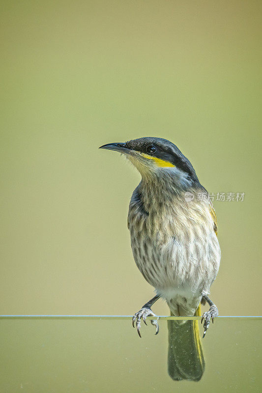 黄面蜜蛾(Caligavis chrysops)